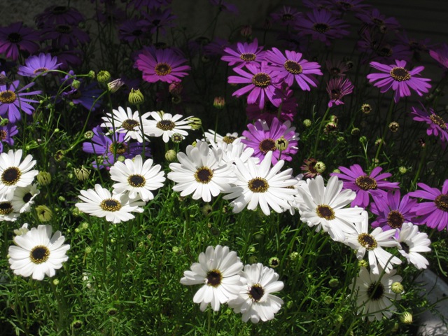 ぼちぼちいこか会